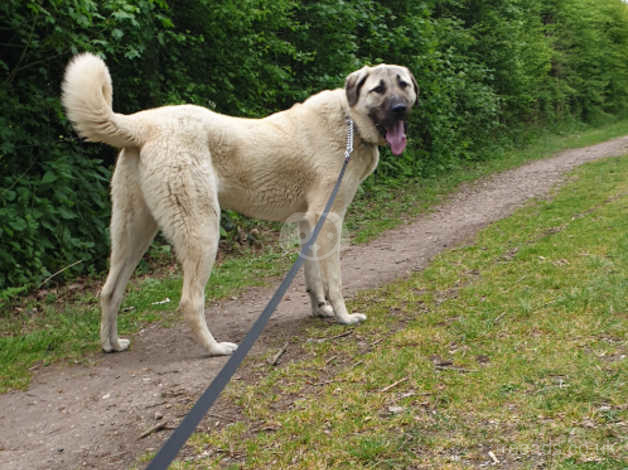 turkish kangal for sale uk