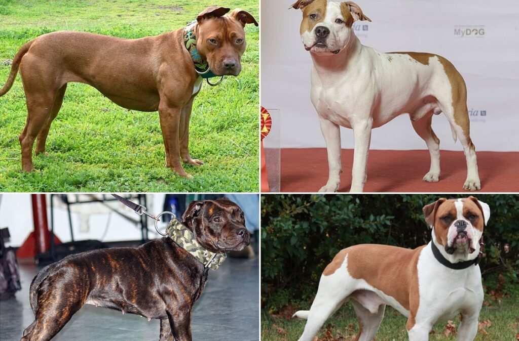 types of pitbull