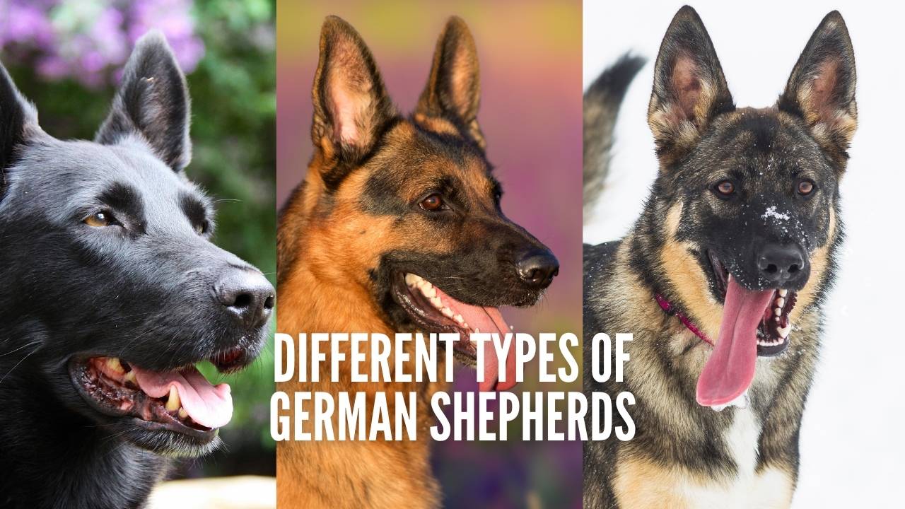 types of shepherd breeds