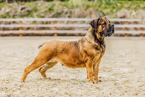 uk boerboel breeders