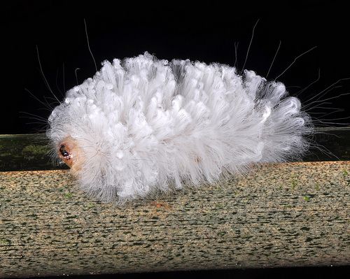 venezuelan poodle moth caterpillar