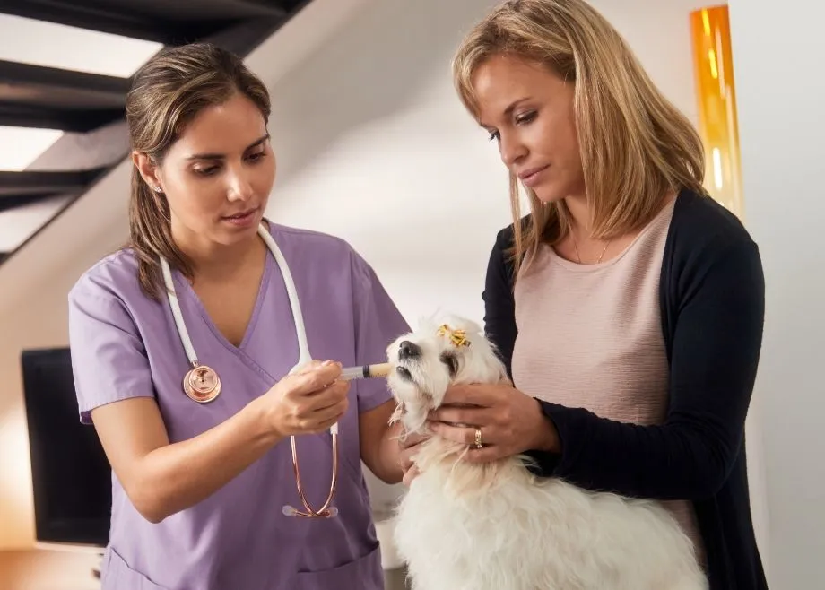 veterinarian bloomington il