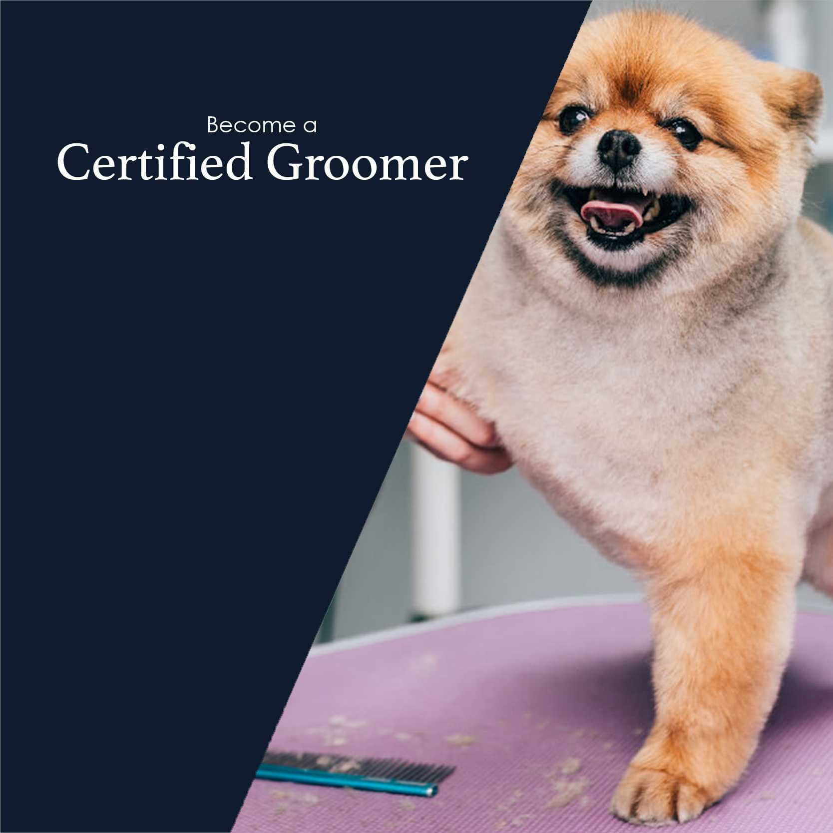 wa dog grooming academy