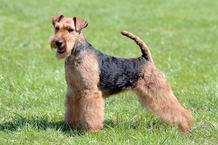 welsh terrier for sale