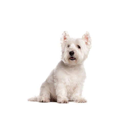 westies for sale scotland