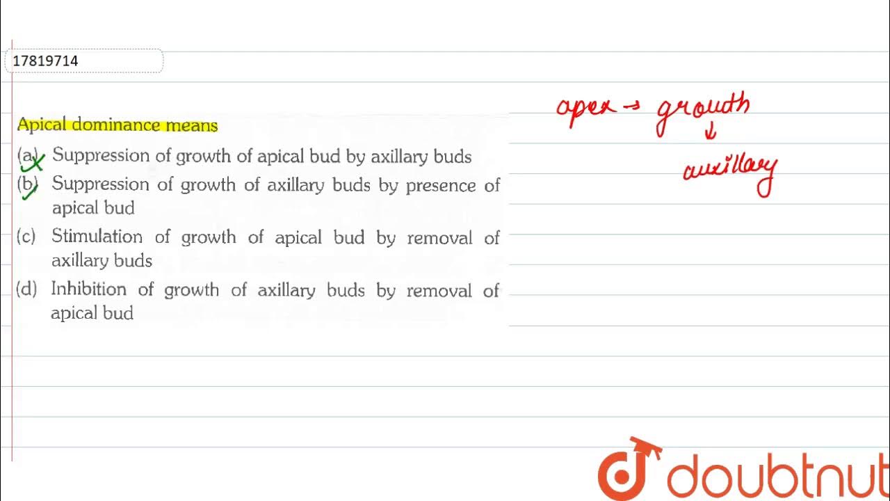 what do you mean by apical dominance