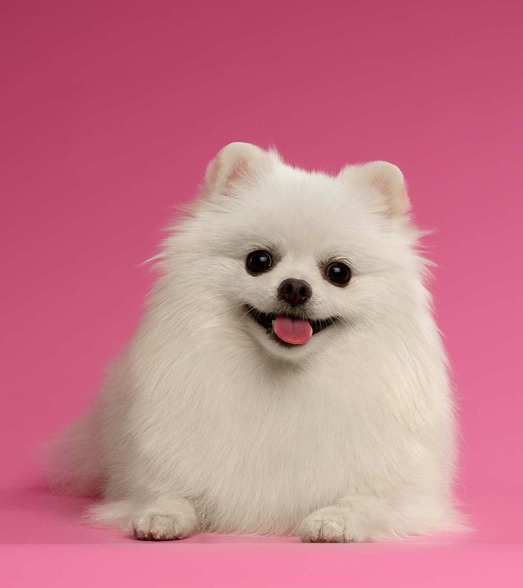 white pomeranian