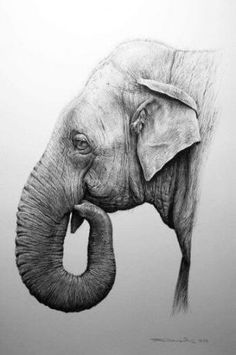 wild animals pencil drawing