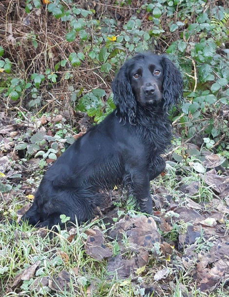 working cocker spaniel for sale