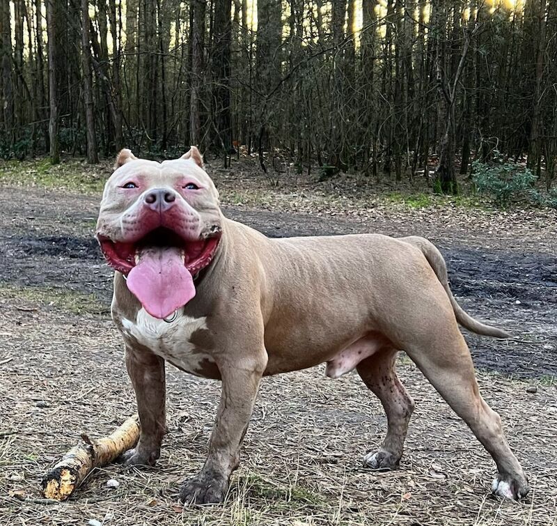 xl bully for sale