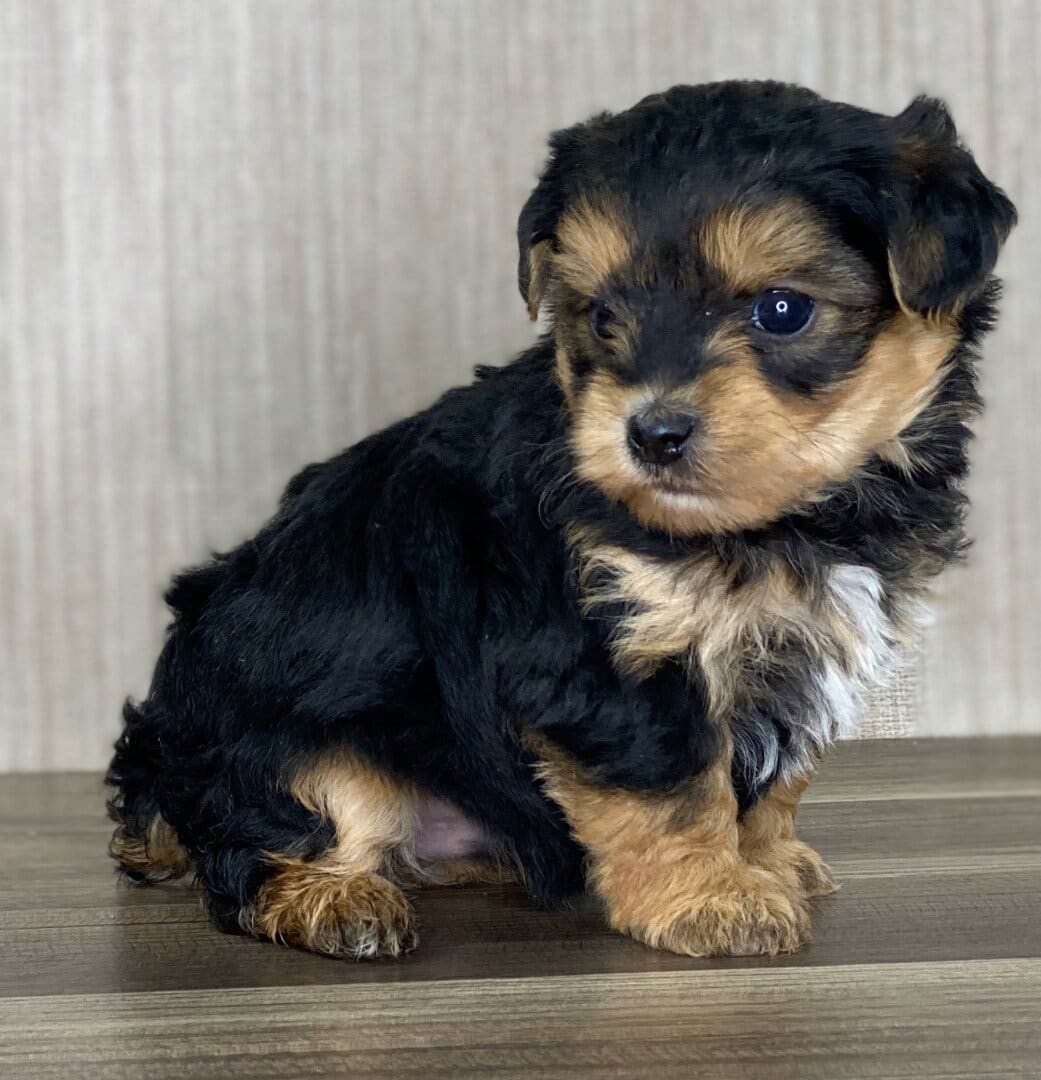 yorkie poo puppies for sale near me