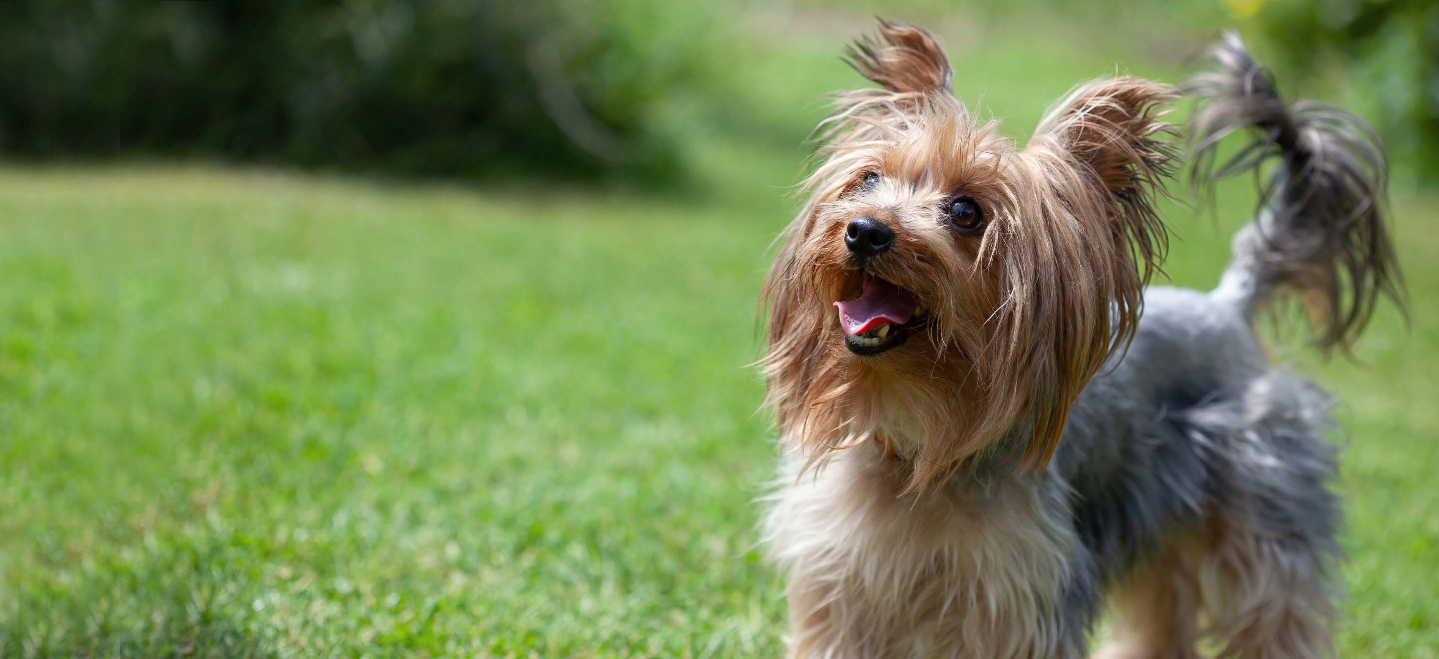 yorkshire terrier for sale