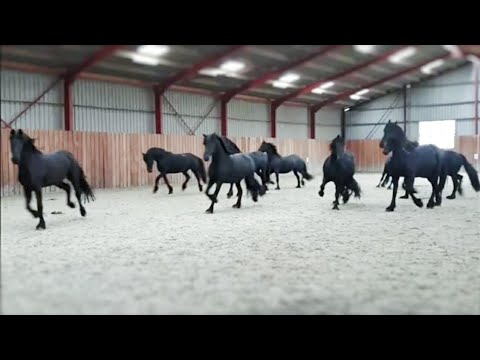 youtube friesian horses