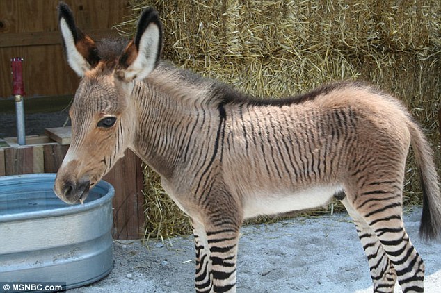 zonkeys